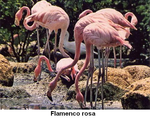 Flamenco rosa.jpg